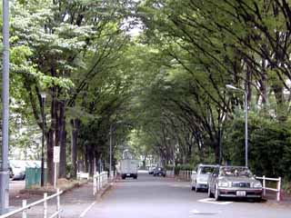 �P���L���؂P