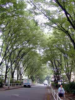 �P���L���؂Q