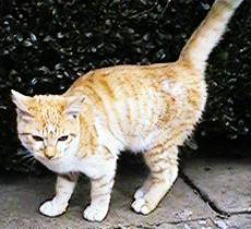 ��P���̖�ǔL�l