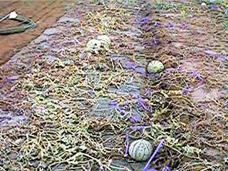 ���܂��܂̂��낲��