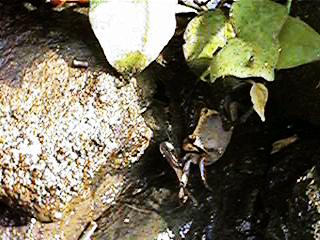 ���ԑ�S�E�A�J�e�K�j