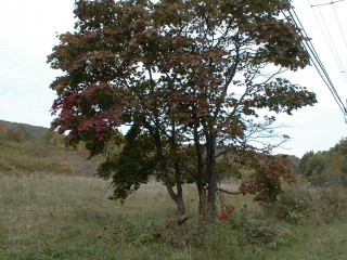 �g�t����؂P