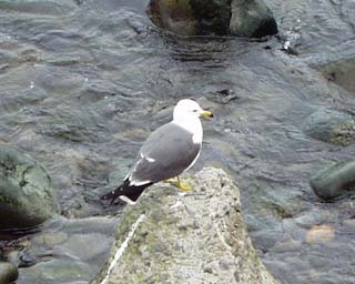 �J�����H�@�E�~�l�R�H